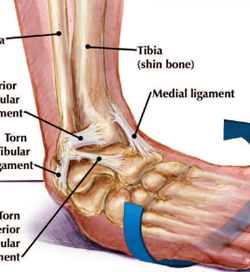 Long article name can go here lorem ipsum cum solata et harum